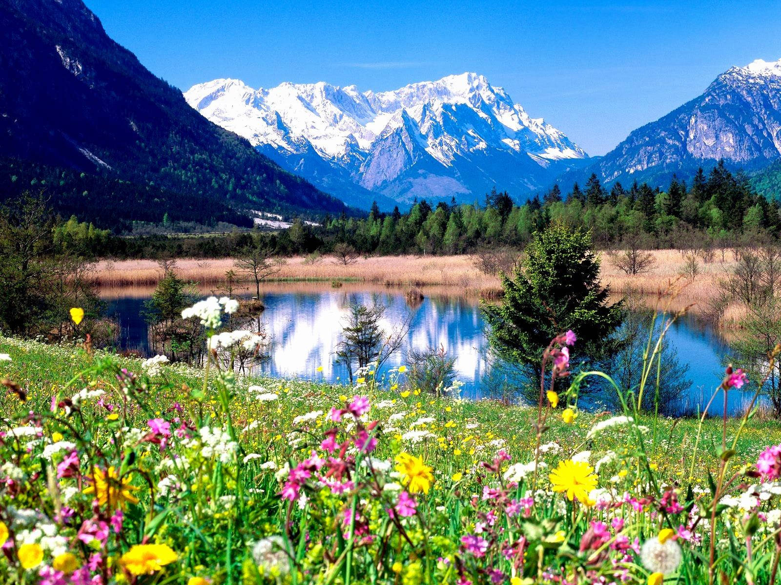 Spring Desktop Flower Field And Mountains