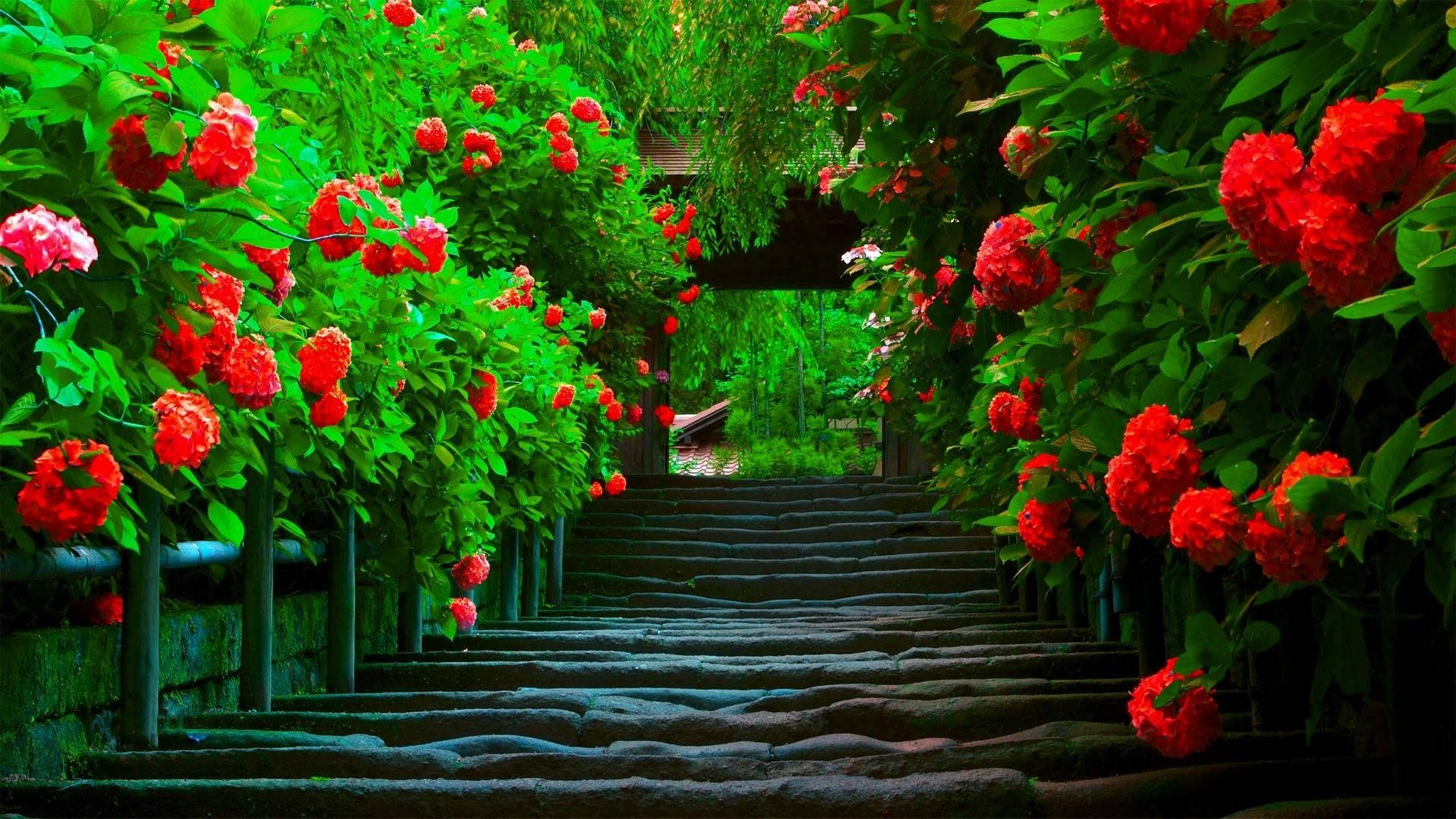 Feel the beauty of nature as flowers blossom in a charming garden. Wallpaper