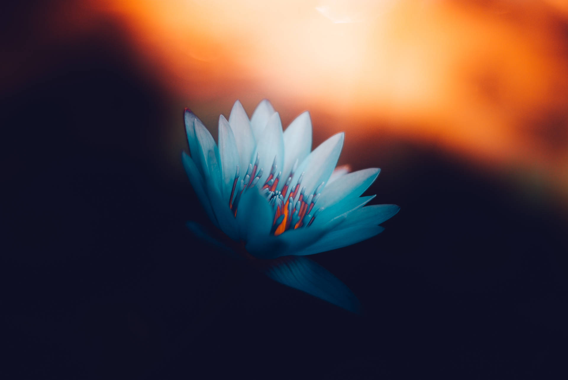 Spring Desktop Lotus Flower Painting