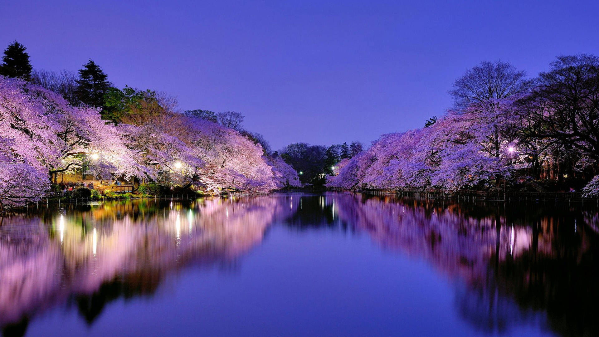 Image  Beautiful Sakura Tree Reflected in a Calm Lake Wallpaper