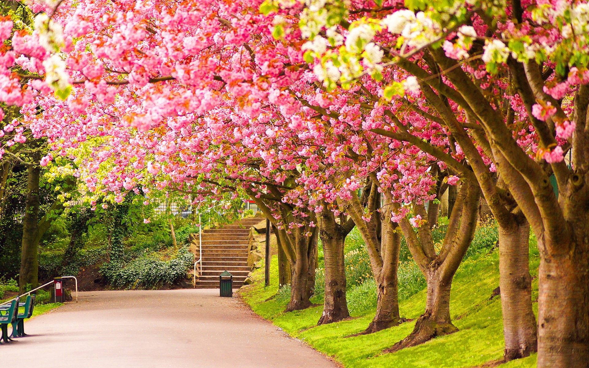 A stunning view of sakura trees in bloom at a park in Spring Wallpaper
