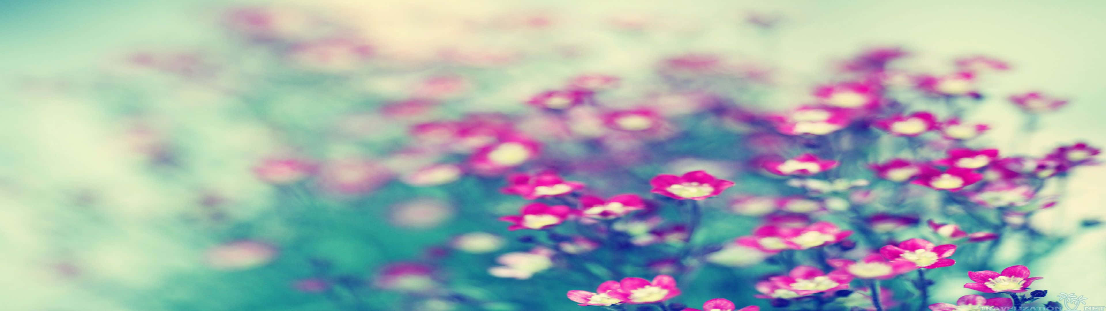 Rosablumen Auf Einem Verschwommenen Hintergrund Wallpaper