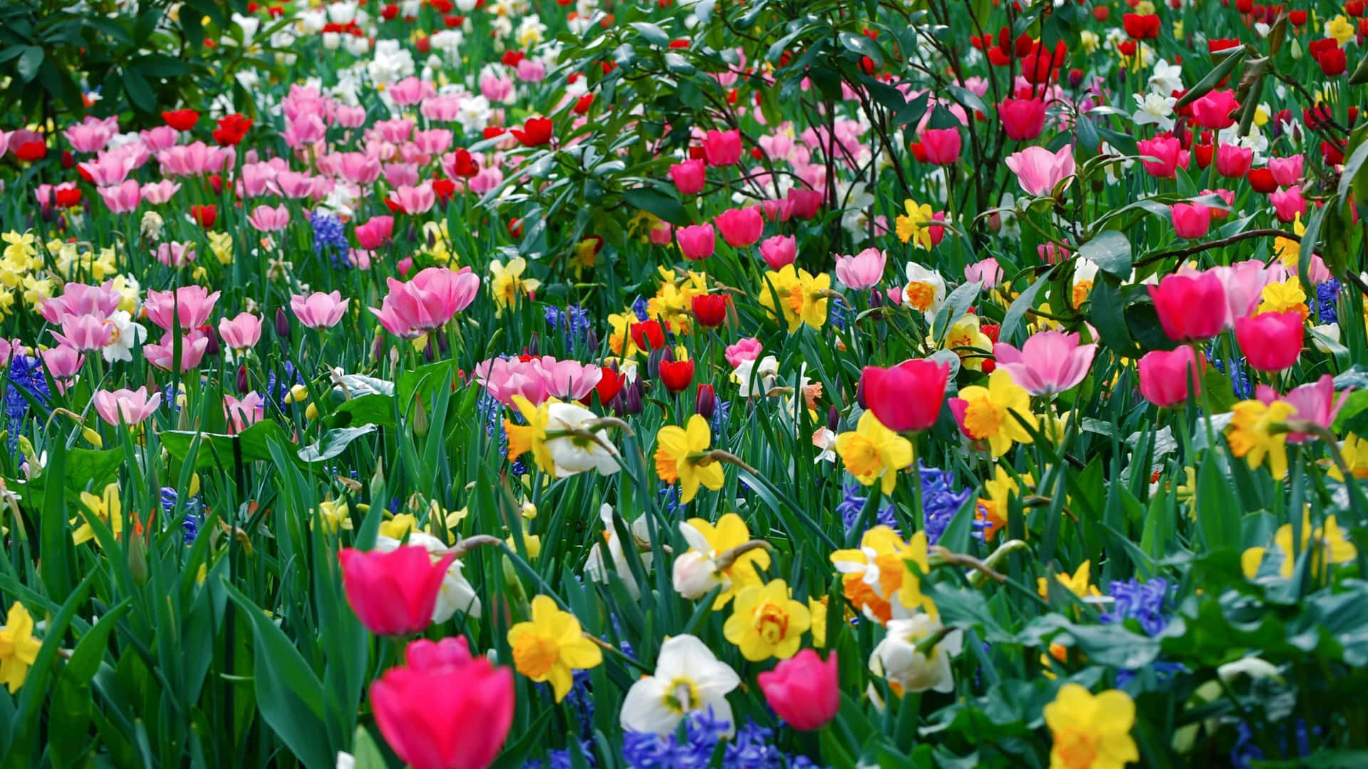 A Field Of Colorful Flowers Wallpaper