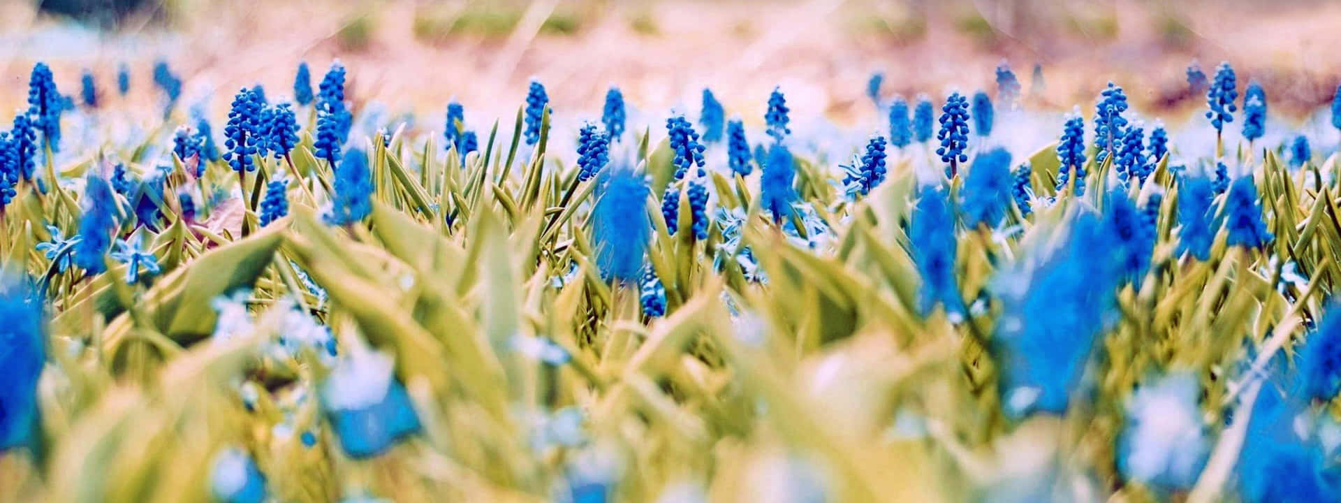 A Field Of Blue Flowers With A Blurry Background Wallpaper