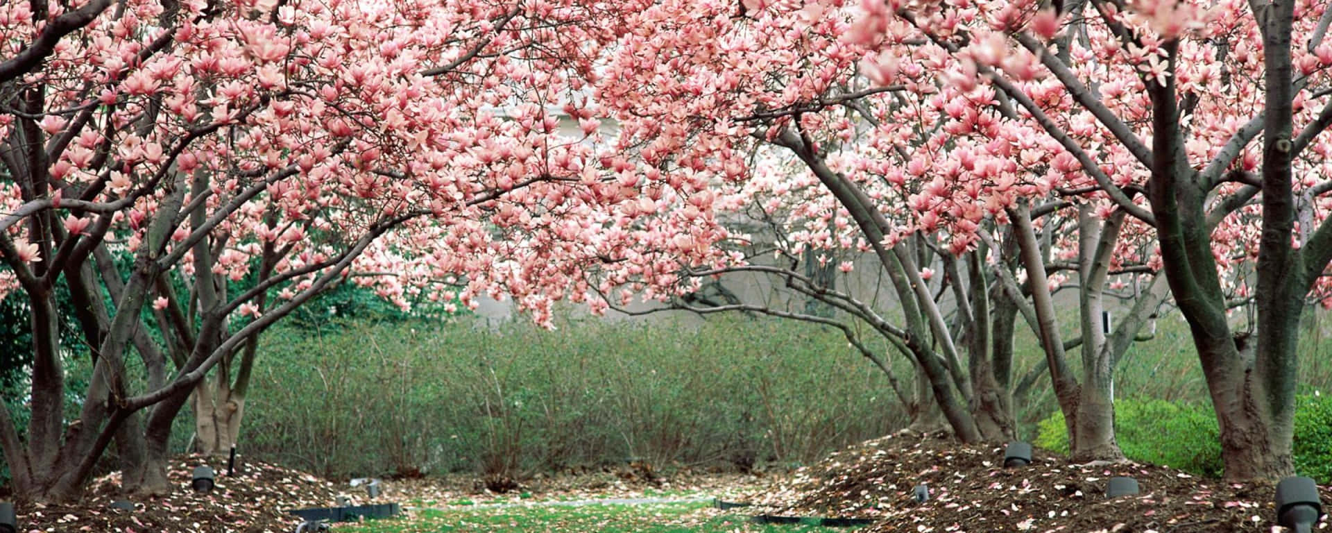 Renovaciónde Primavera: Disfruta De La Belleza De La Naturaleza Con Pantallas Duales. Fondo de pantalla