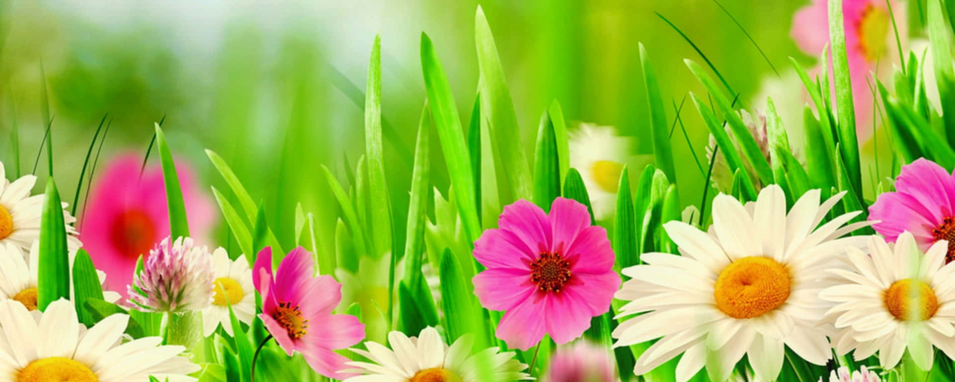 Welcome the peace of spring on your dual monitors. Wallpaper