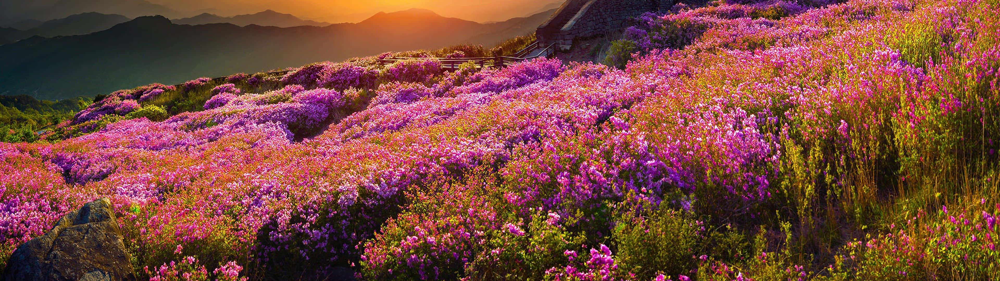 Enjoy the beauty of spring with a dual monitor Wallpaper