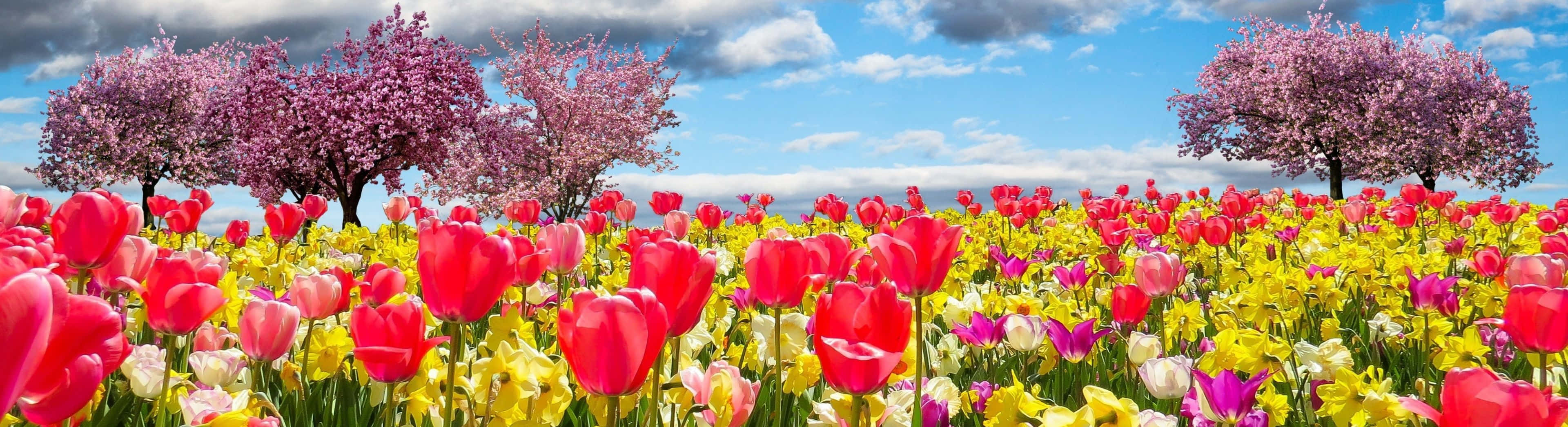 Admire the beauty of nature during the spring season Wallpaper