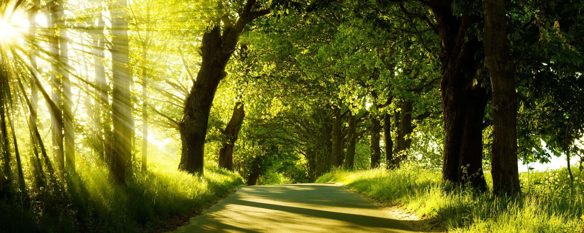A Road With Trees And Sunlight Shining Through It Wallpaper