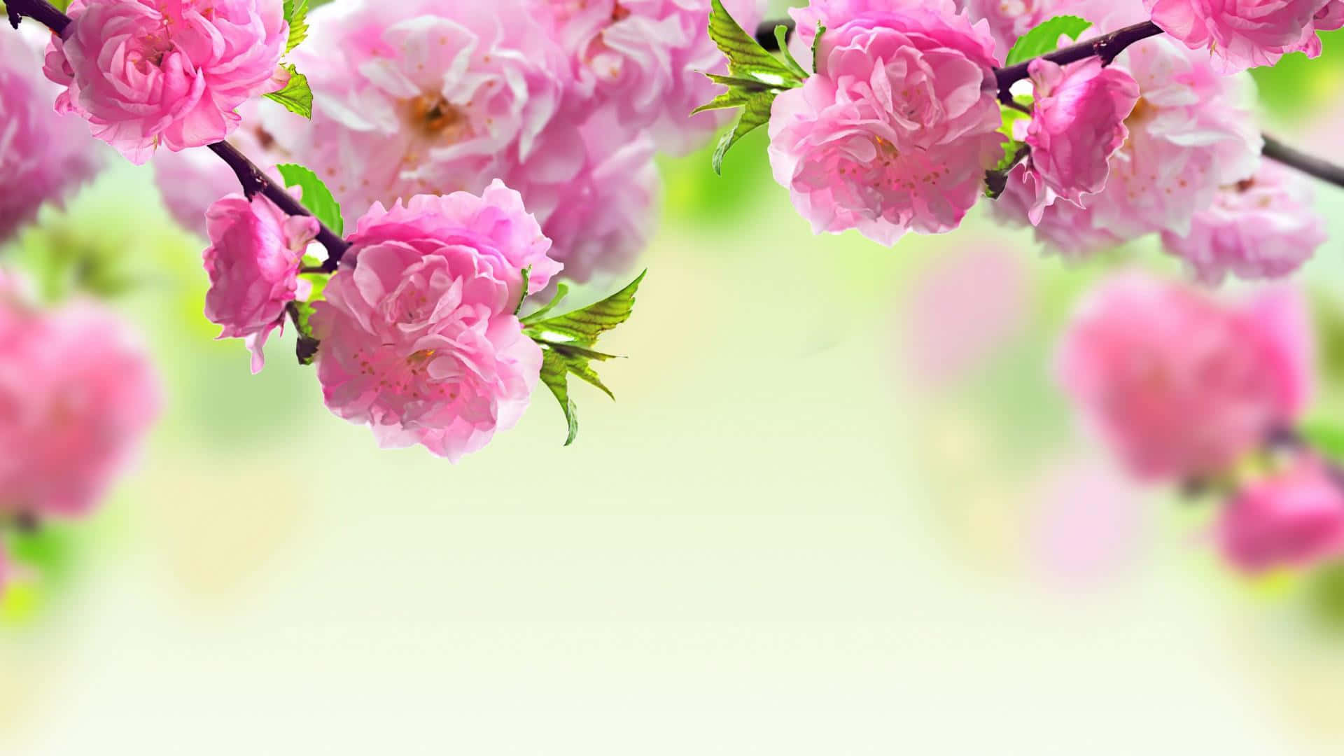 Pink Spring Dual Screen Wallpaper