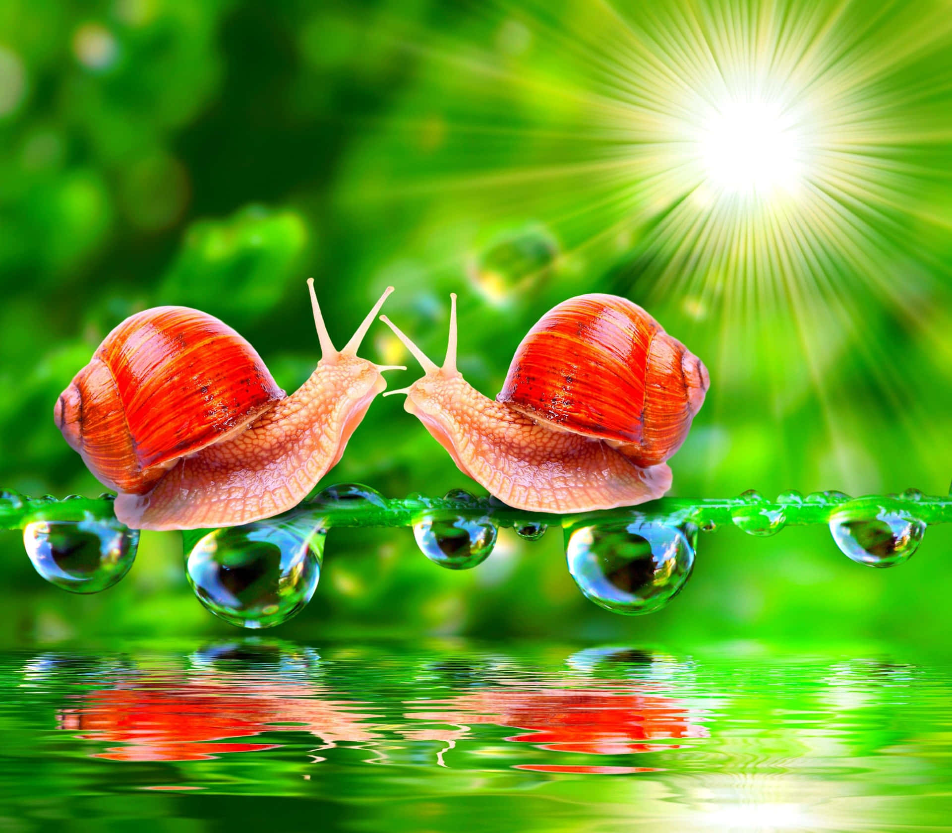Snail Spring Dual Screen Wallpaper