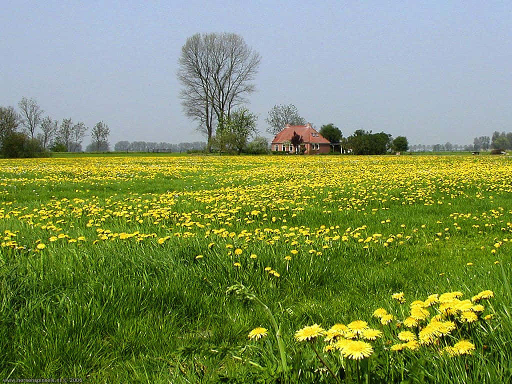 Camposvibrantes De Primavera En Plena Floración Fondo de pantalla