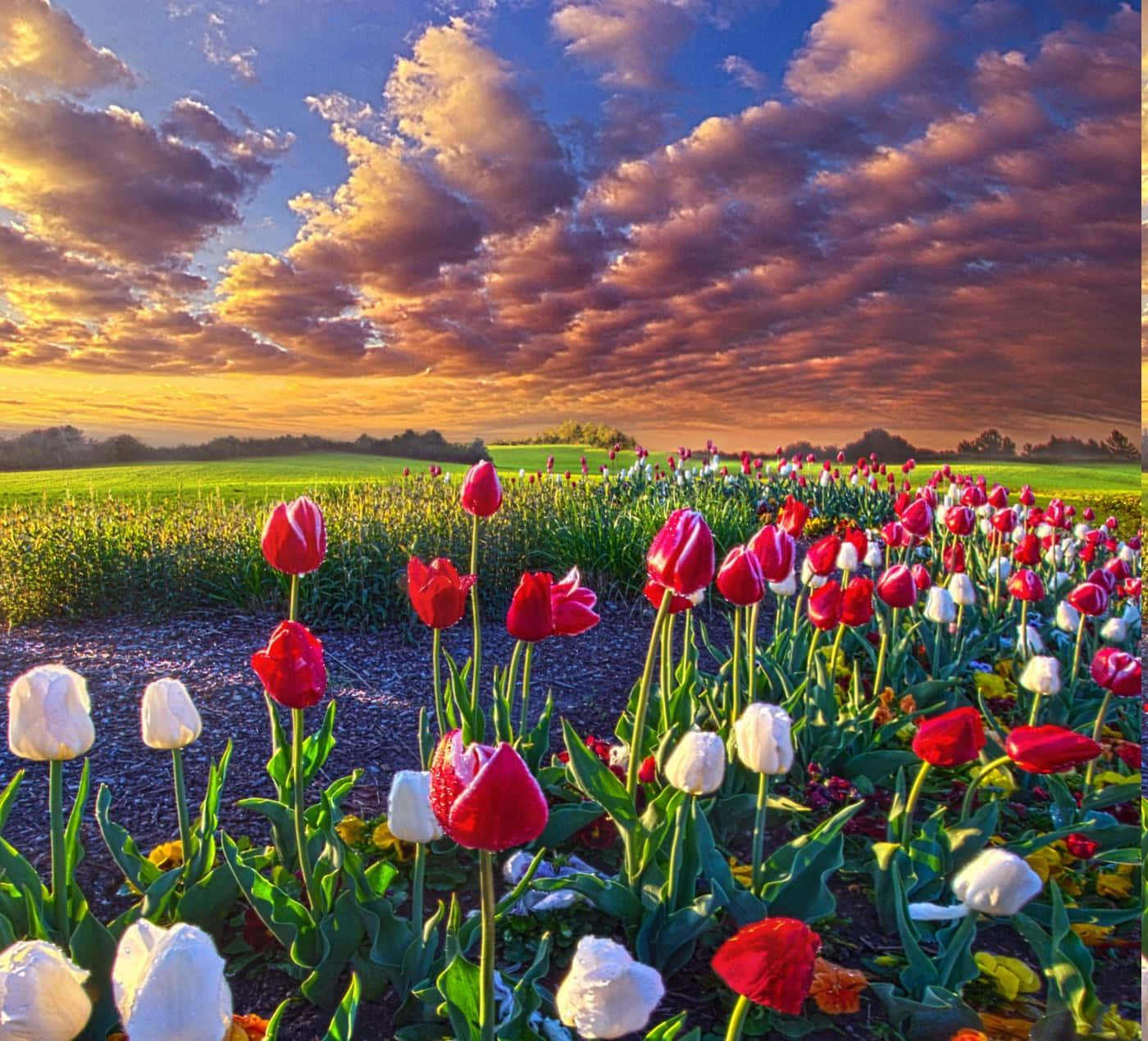 Majestic Spring Fields Wallpaper