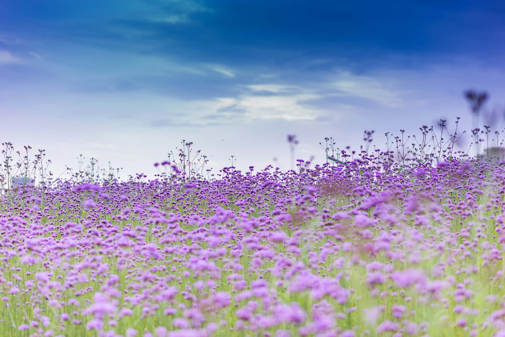 Enchanting Spring Fields at Sunset Wallpaper