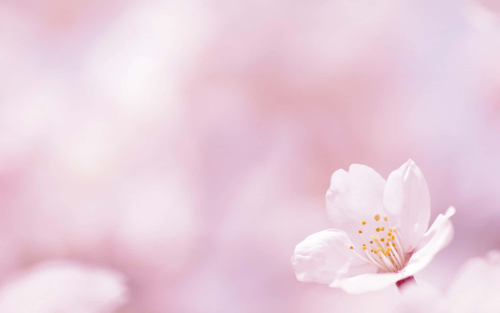 Single Cherry Blossom Spring Flower Background