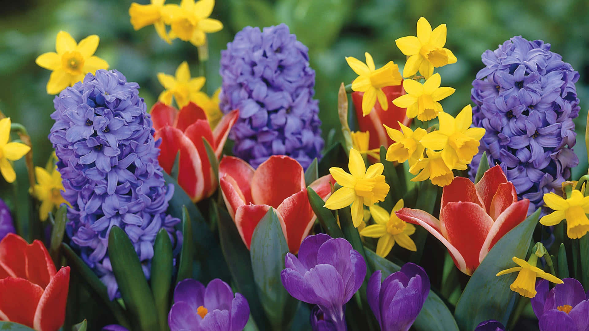 Hyacinths And Daffodils Spring Flower Background
