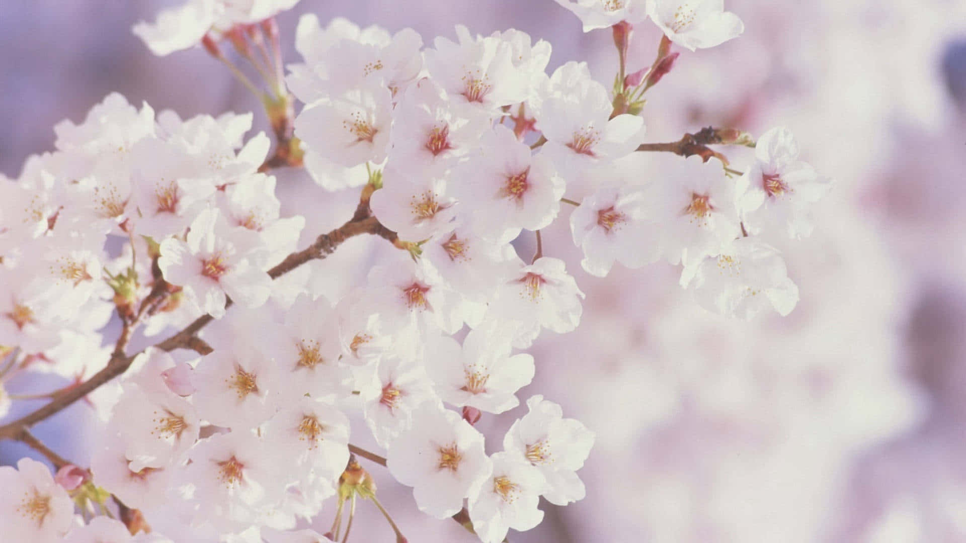 White Cherry Blossoms Spring Flower Background
