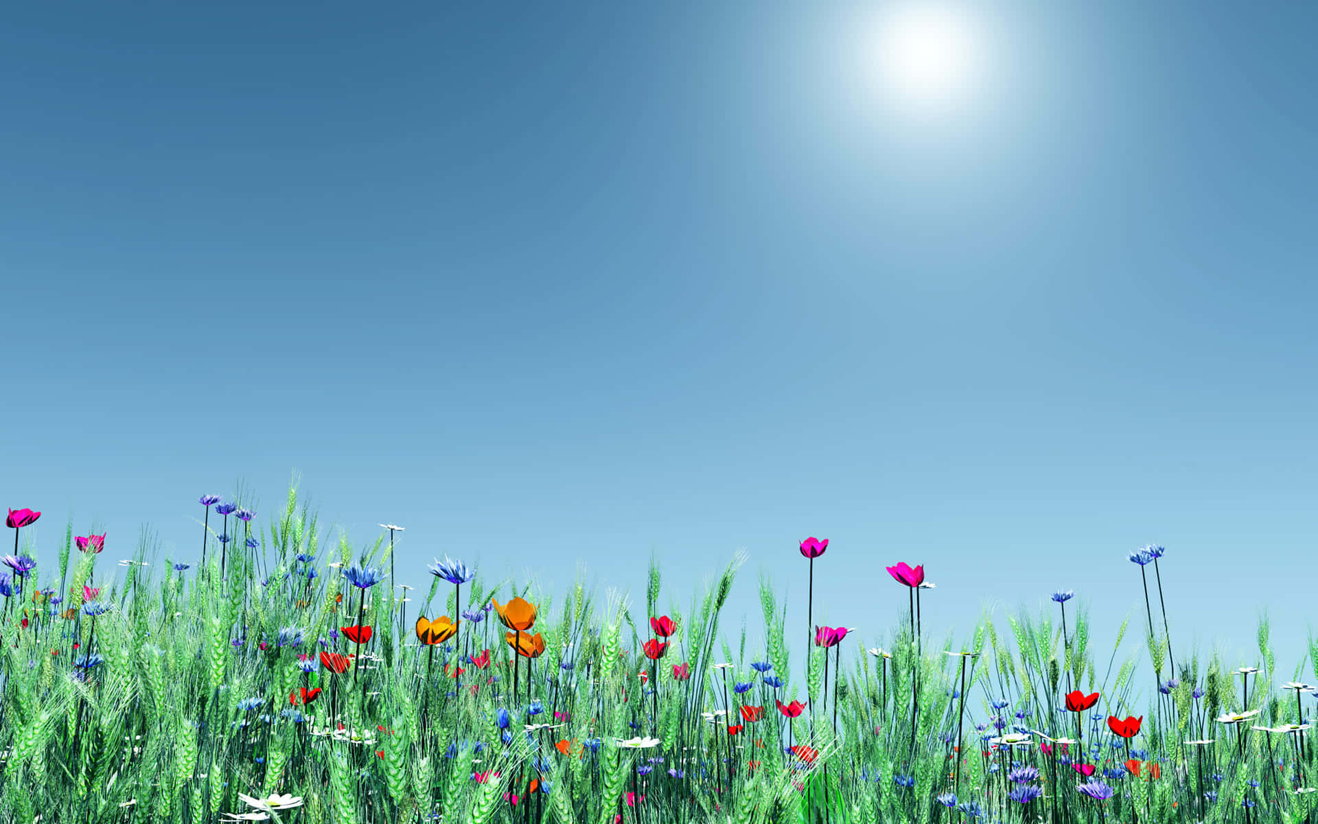 Colorful Daisies On Sunny Day Spring Flower Background