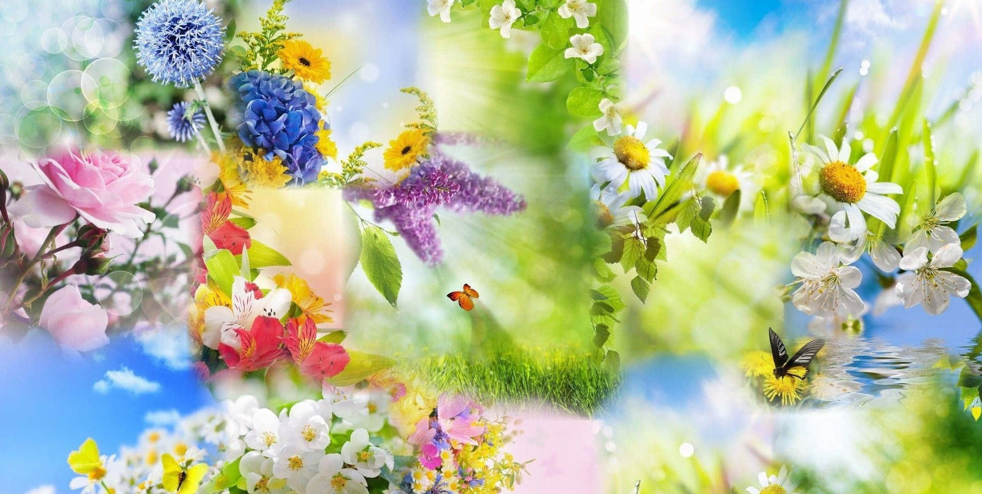 Collage Of Different Variant Spring Flower Background