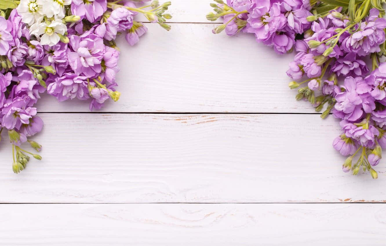 Spring Flower Background Purple Lilac