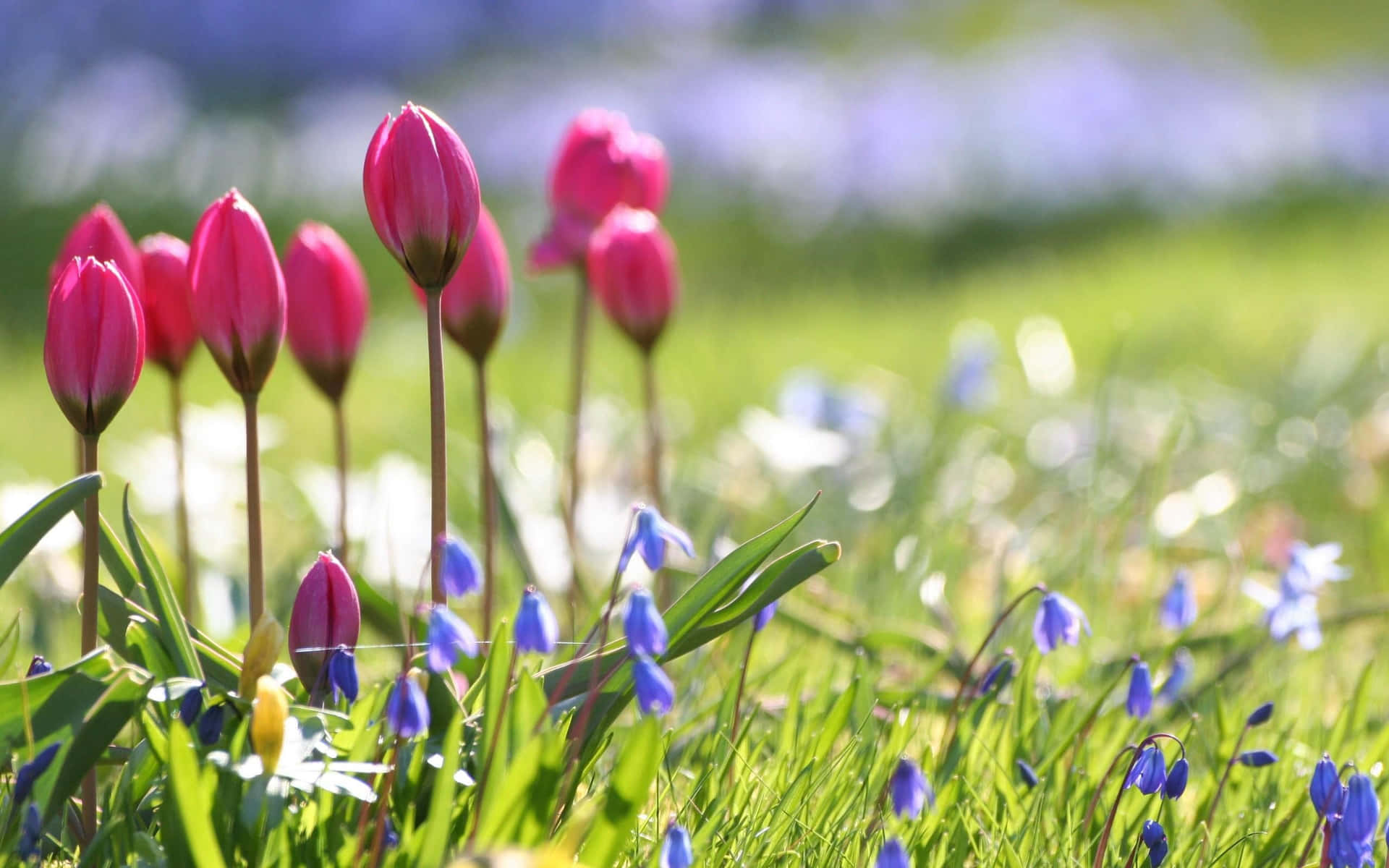 Sfondofloreale Primaverile Con Tulipani Rosa E Blu