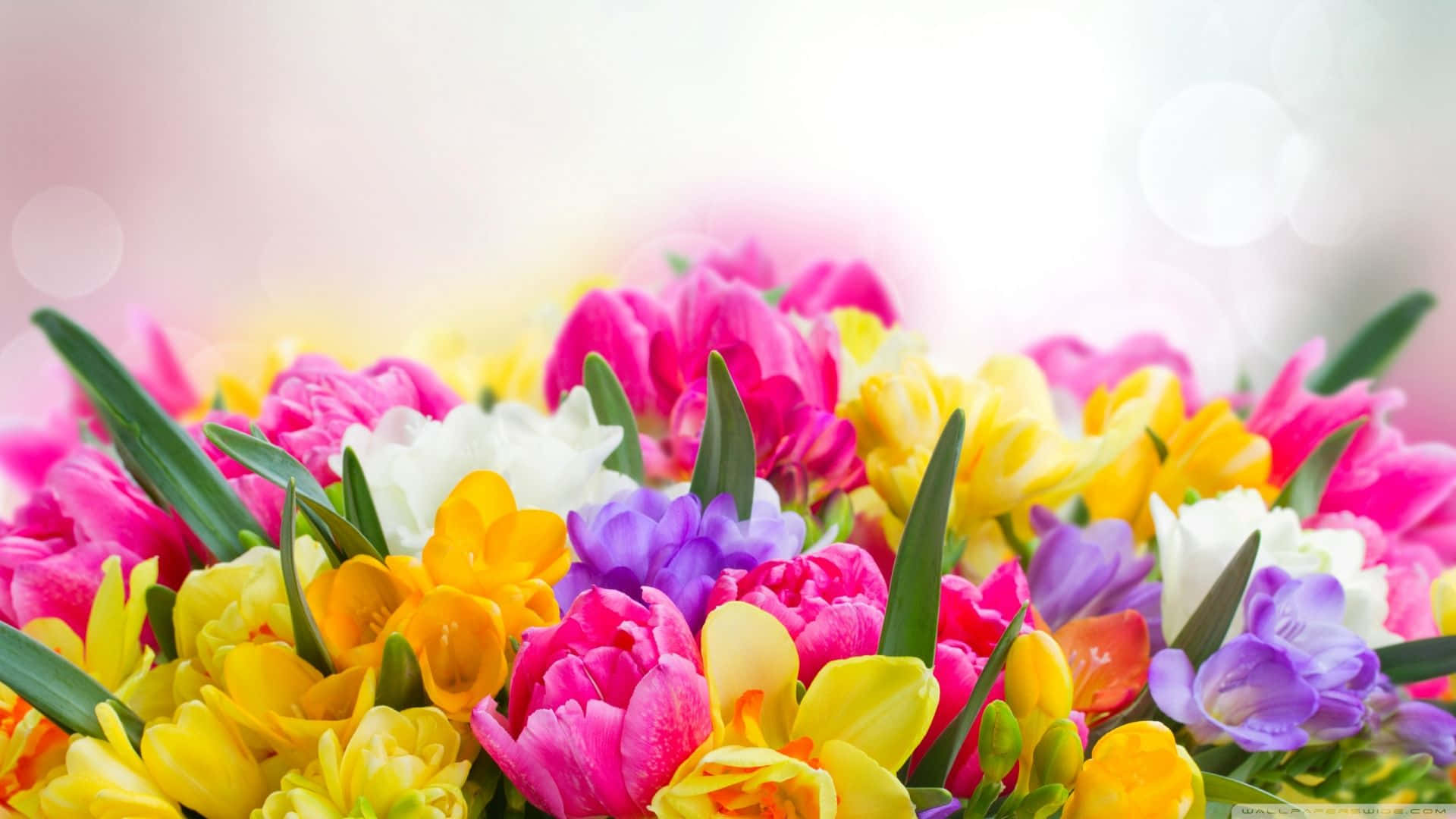Colorful Bouquet Spring Flower Background