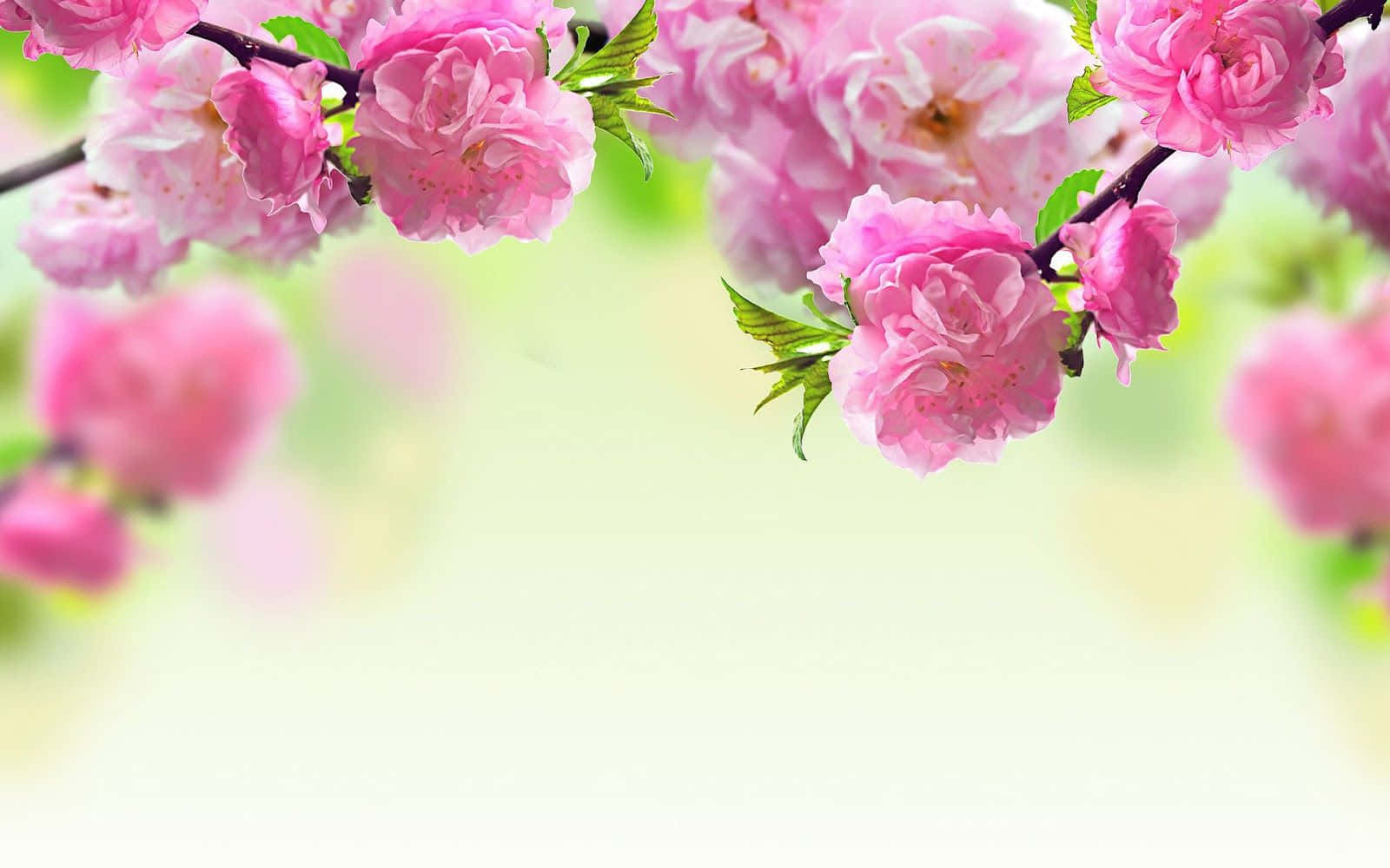 Pink English Rose Spring Flower Background