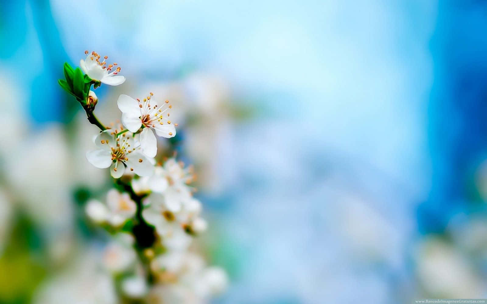 Fondode Pantalla De Flores Blancas De Cerezo En Primavera.