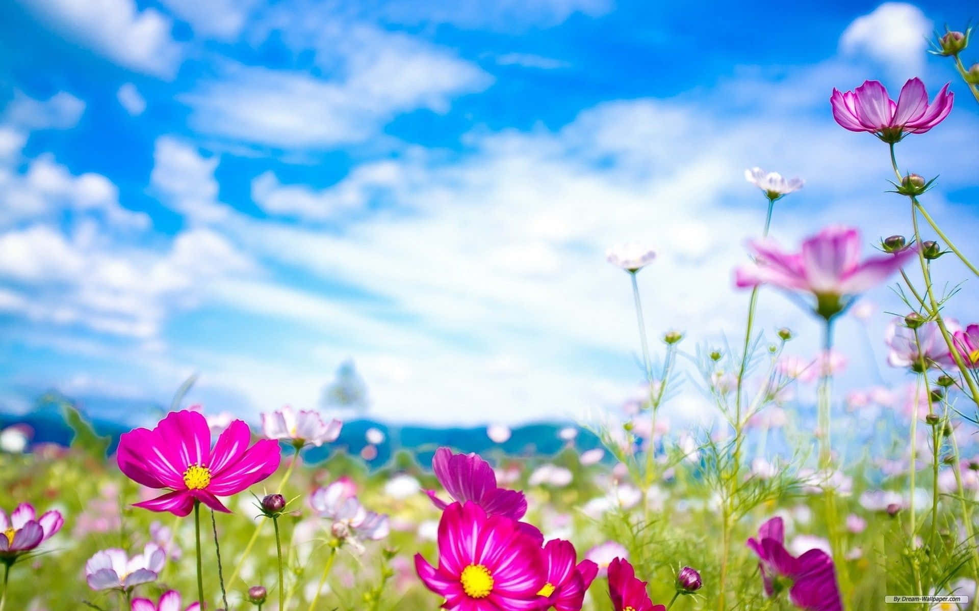 Pink And White Daisies Spring Flower Background