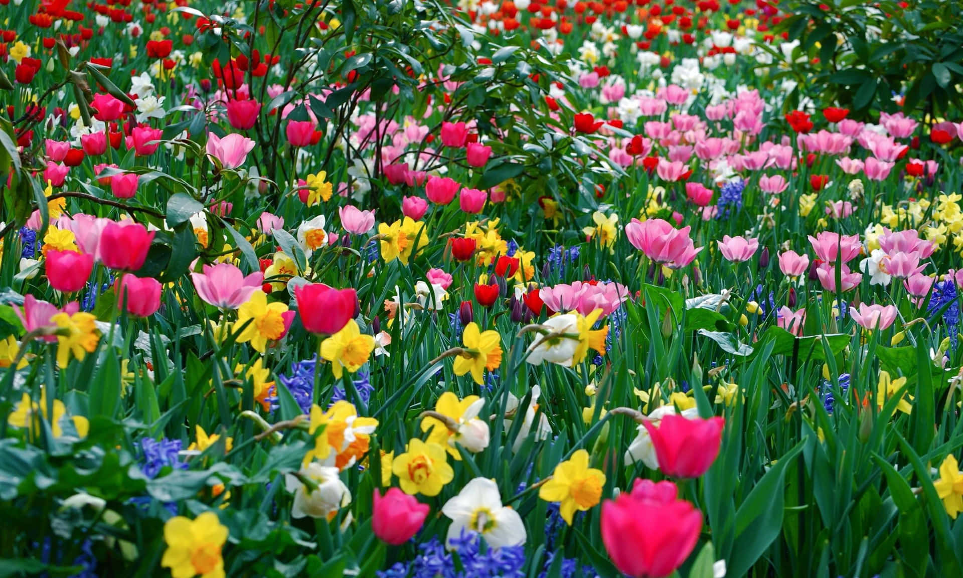 Díasoleado En El Campo De Flores Fondo De Pantalla De Flores De Primavera