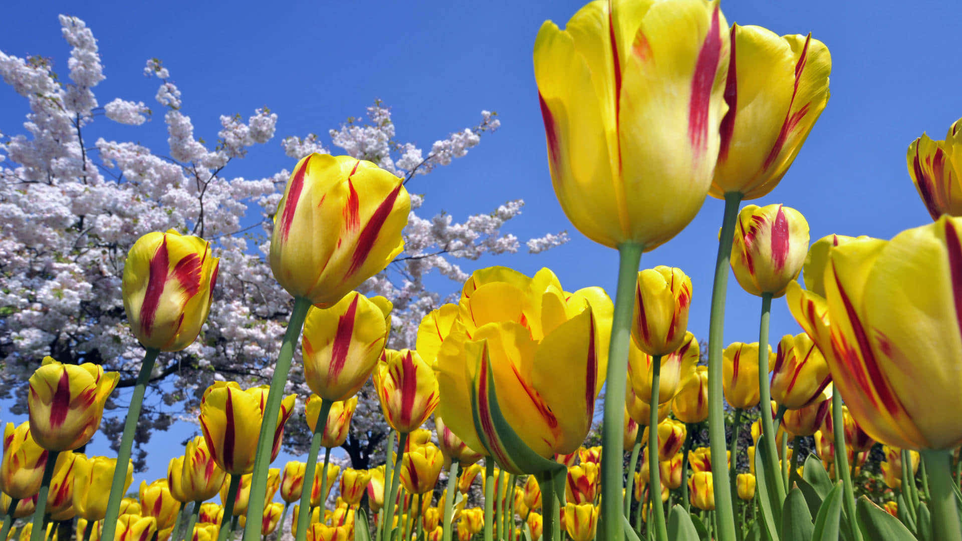 Red And Yellow Tulips Spring Flower Background