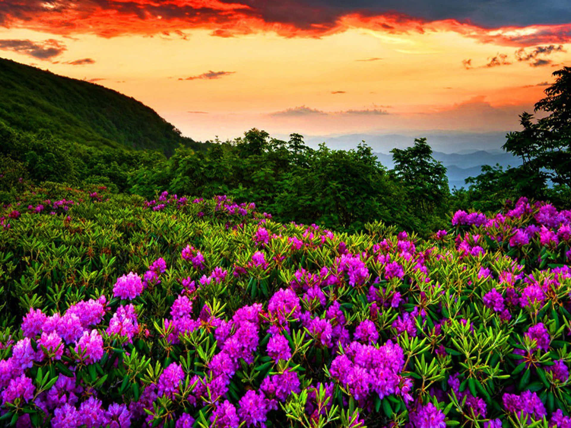 Fondode Pantalla De Flores De Primavera, Rododendro Púrpura Y Azaleas