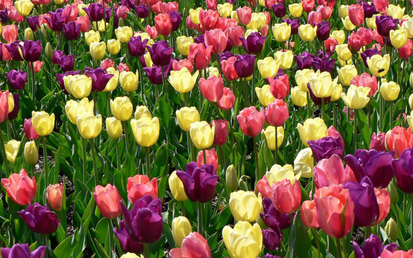 Fondode Pantalla De Flores De Primavera Con Tulipanes De Colores En Un Campo.