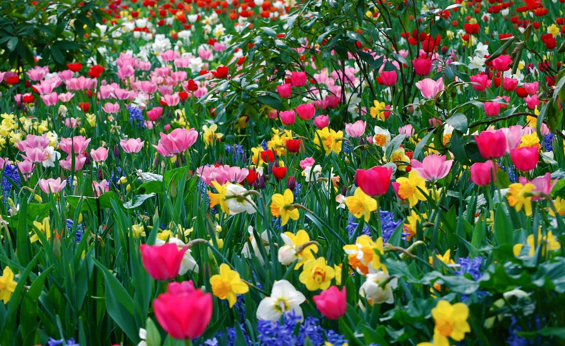 Spring Flower Background Colorful Flower Field