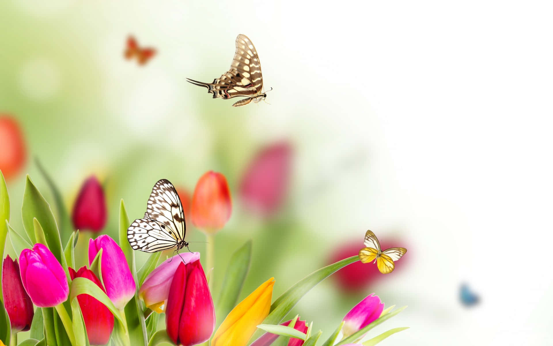 Download Pink Tulips With Butterflies Spring Flower Background ...