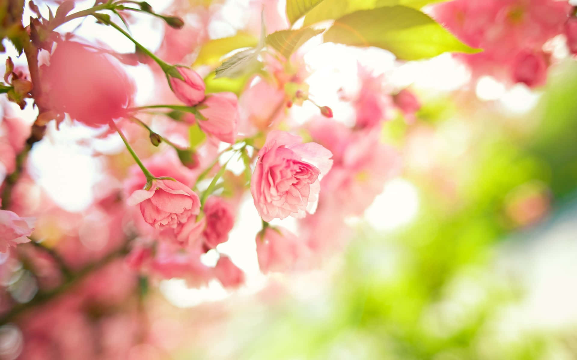 Pink Roses Spring Flower Background