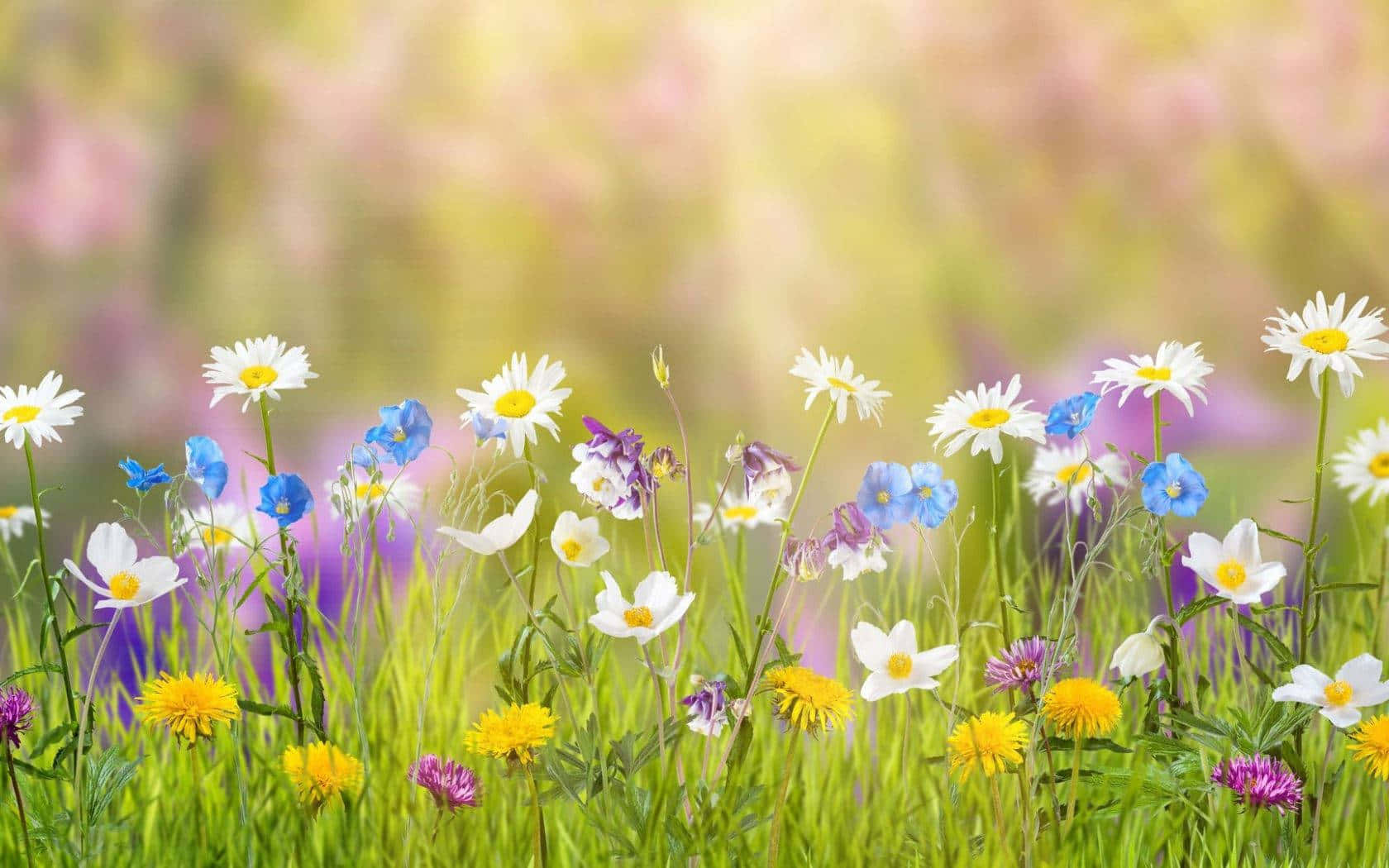 White Daisies And Colorful Spring Flower Background