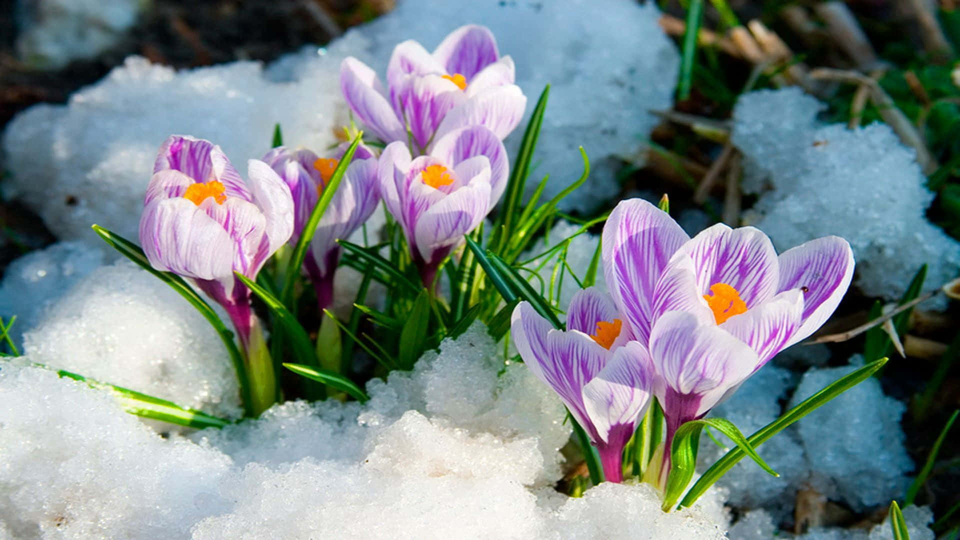 Purple Crocus In Snow Spring Flower Background