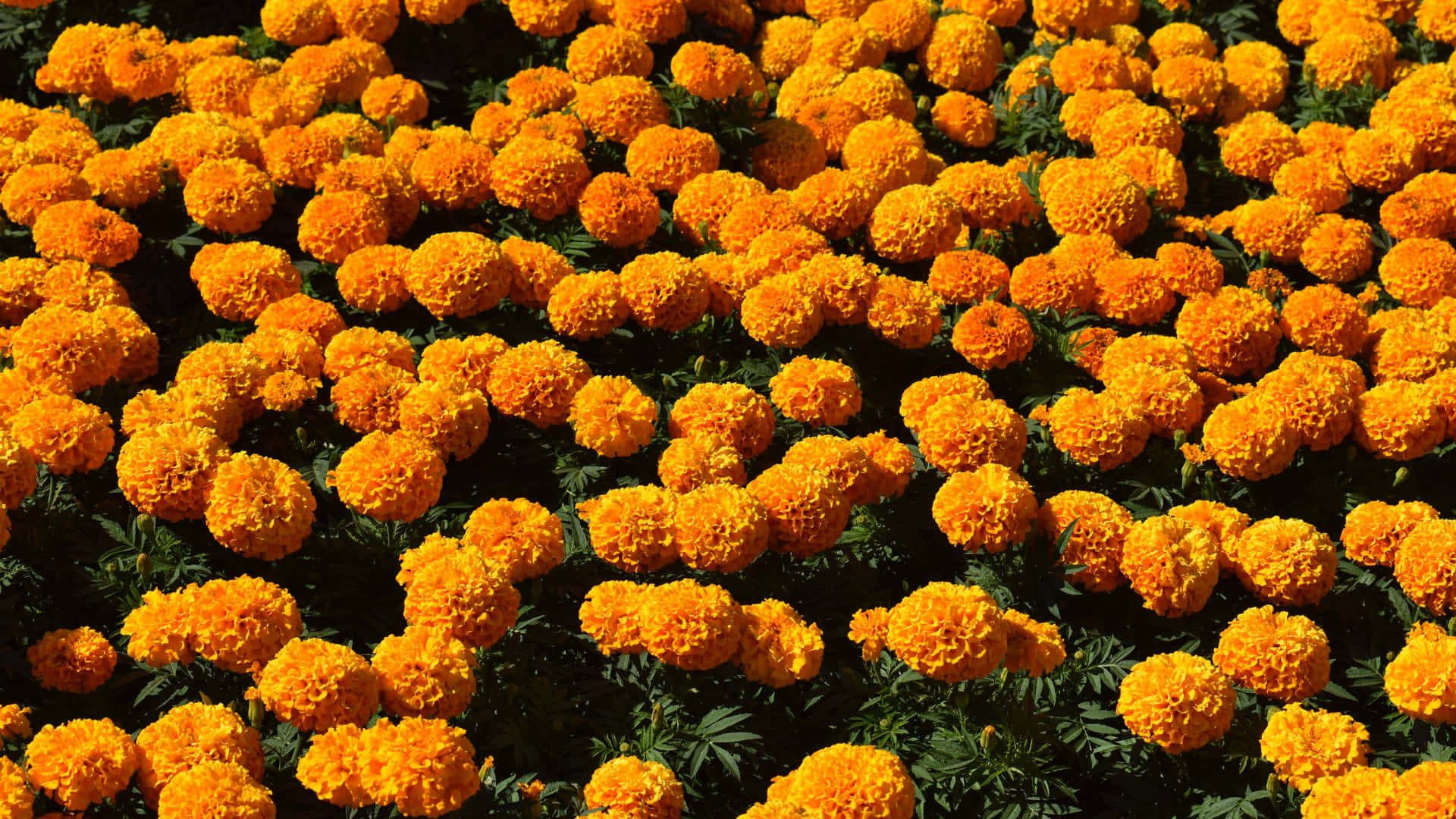 Orange Marigold Spring Flower Background