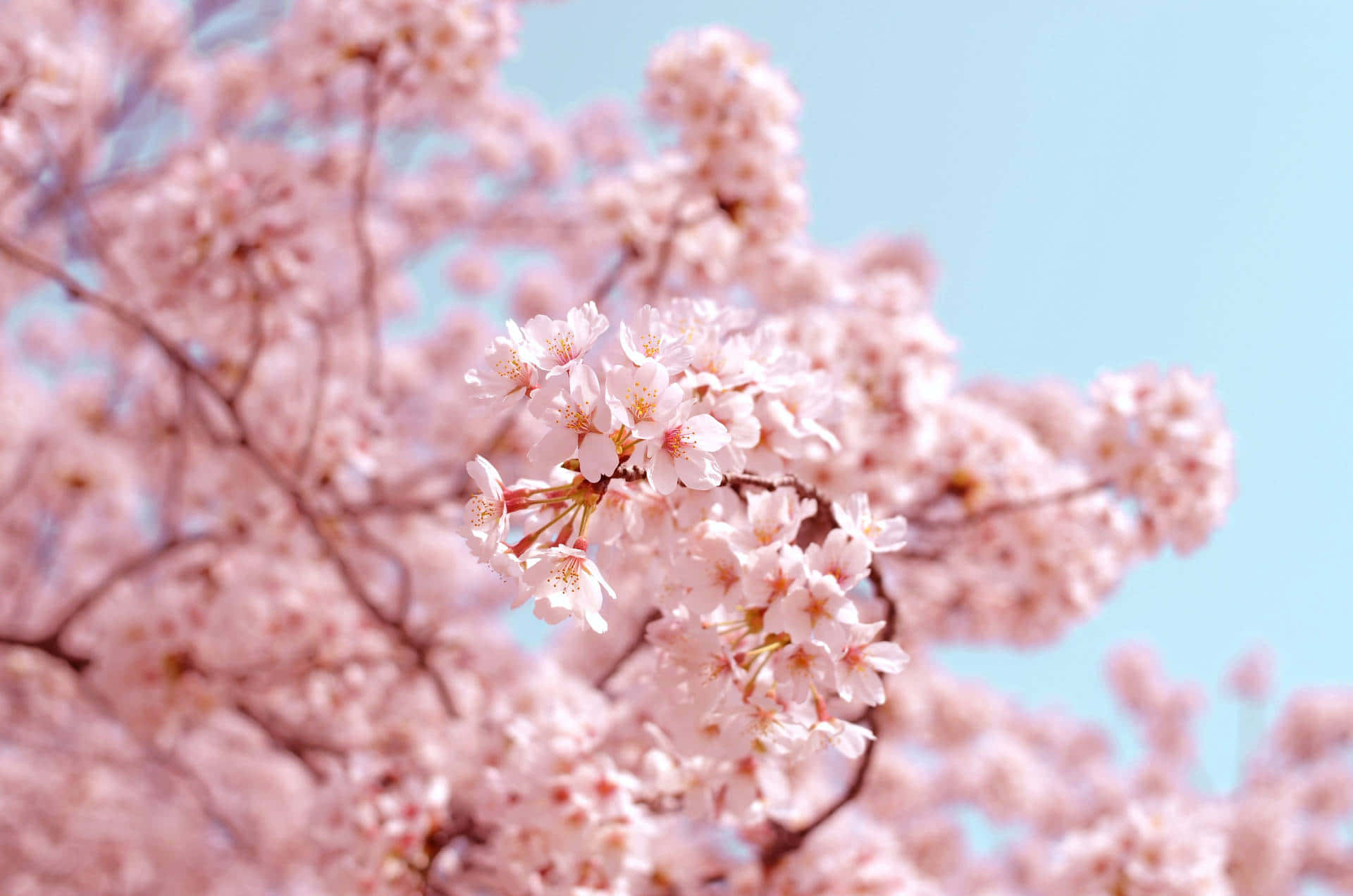Cozy Cherry Blossoms Spring Flower Background