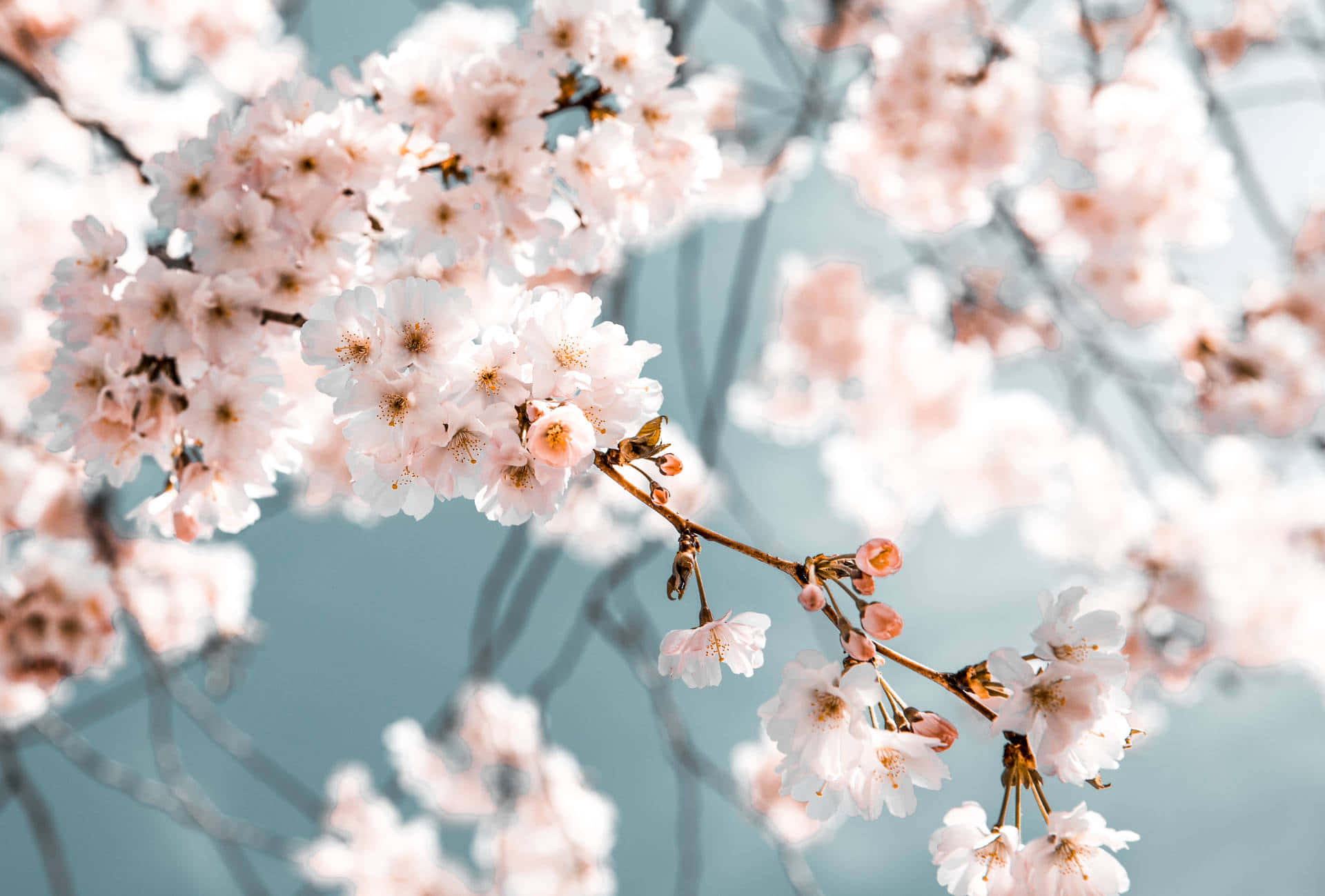 Soft Cherry Blossoms Spring Flower Background