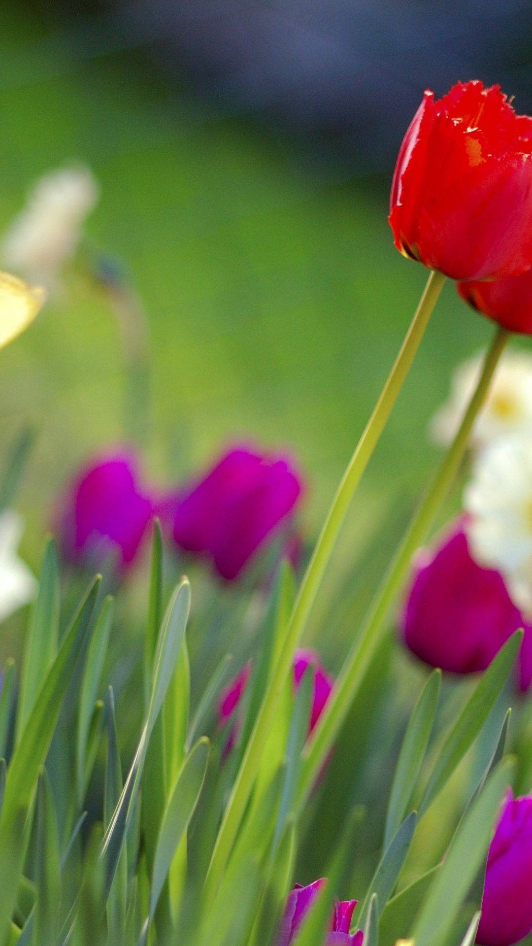 Giardinodi Fiori Primaverili Con Tulipani Per Iphone. Sfondo