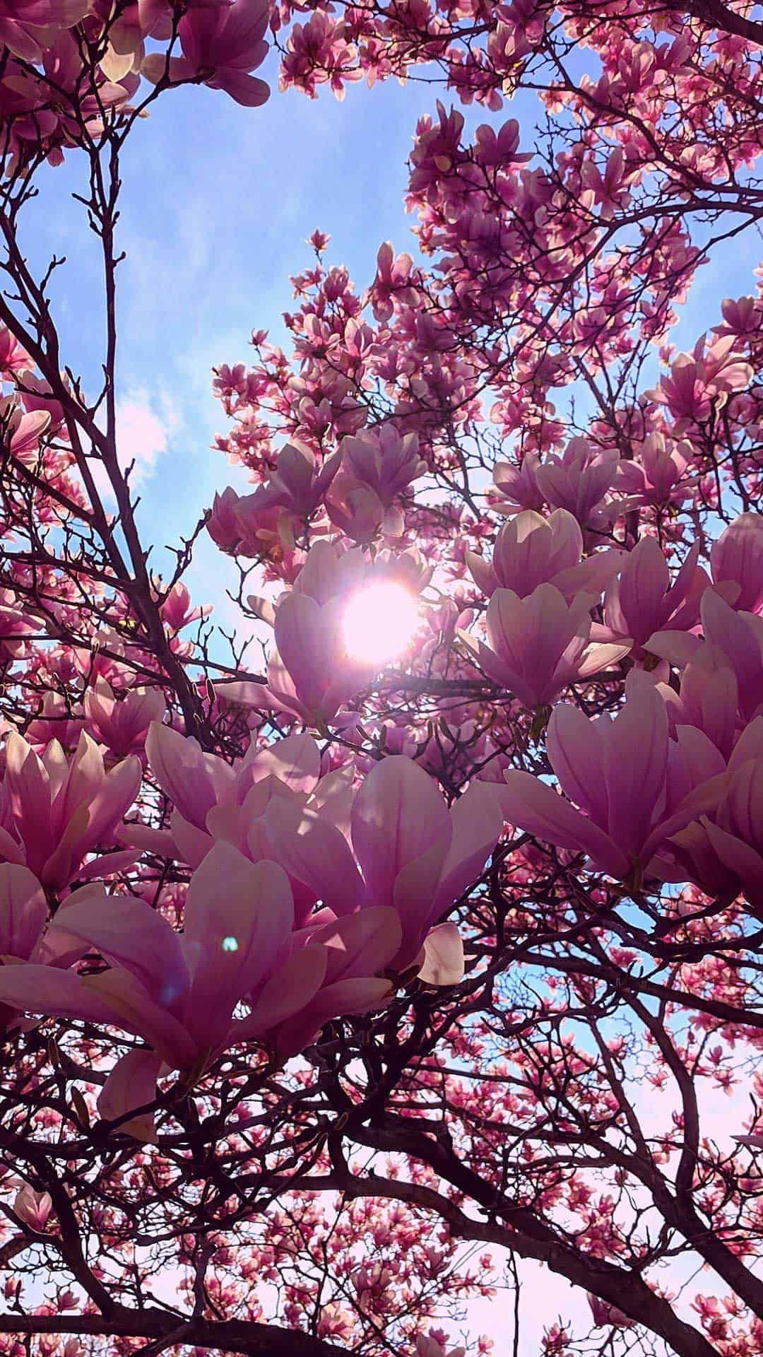 Magnolia Blossoms In The Spring Wallpaper