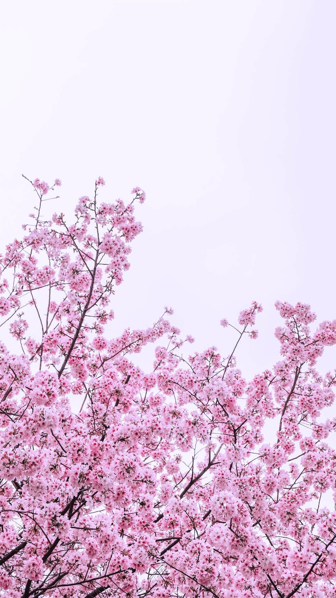 Spring Flower Iphone Wallpaper