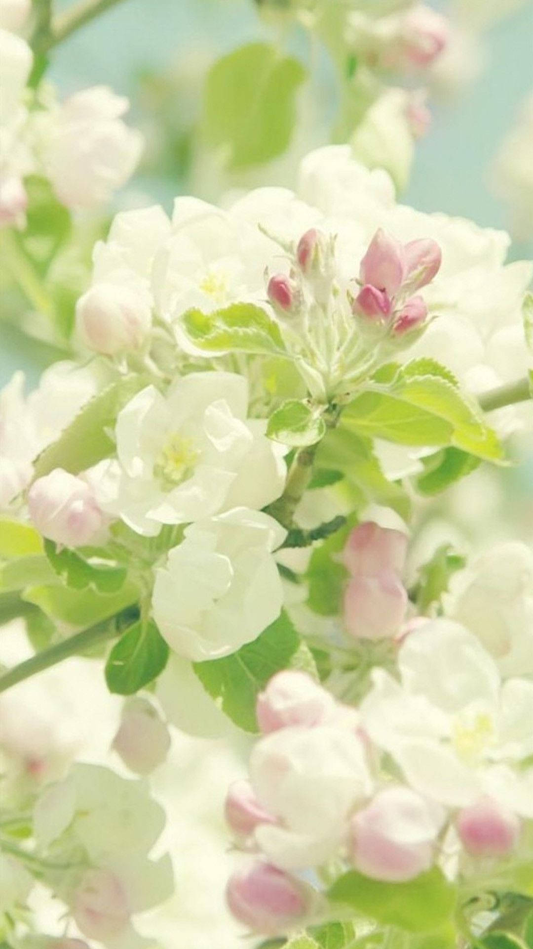 Spring Flower Malus Evereste Iphone Wallpaper