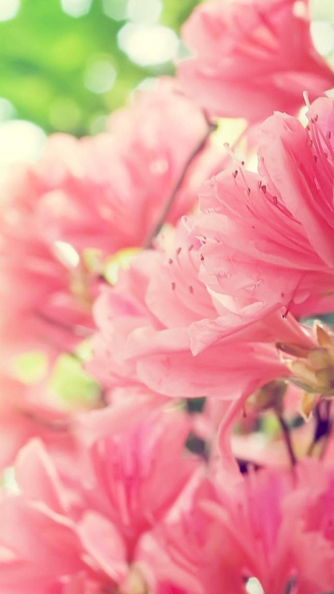 Pink Spring Flower Iphone Wallpaper