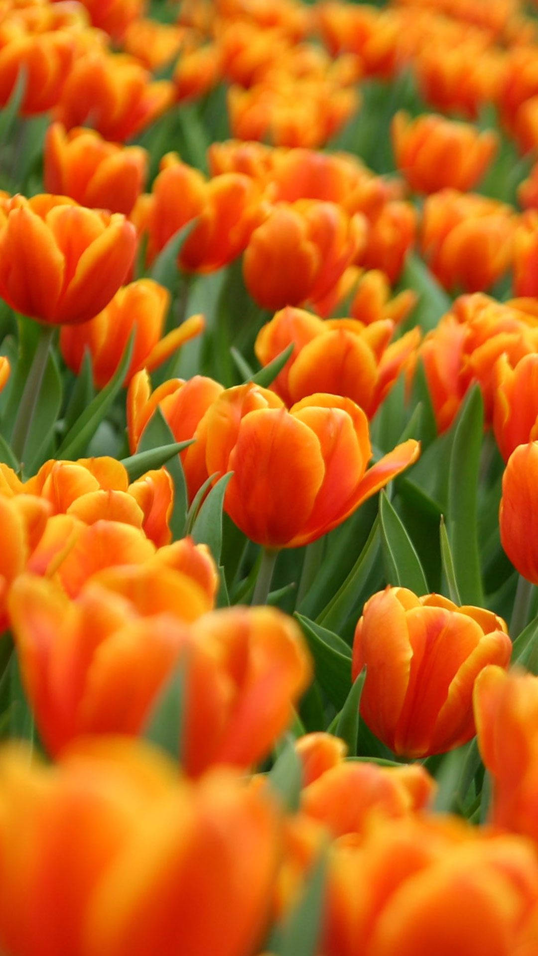 Floresde Primavera Tulipán Naranja Para Iphone. Fondo de pantalla