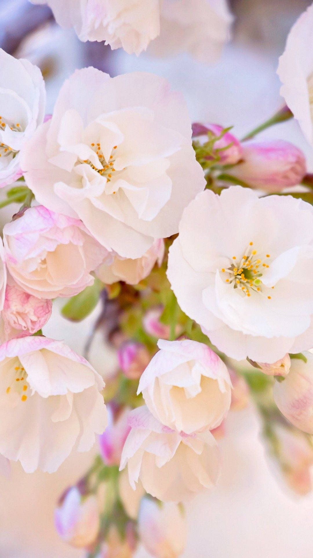 Fange Skønheden af Foråret med en iPhone Tapet Wallpaper