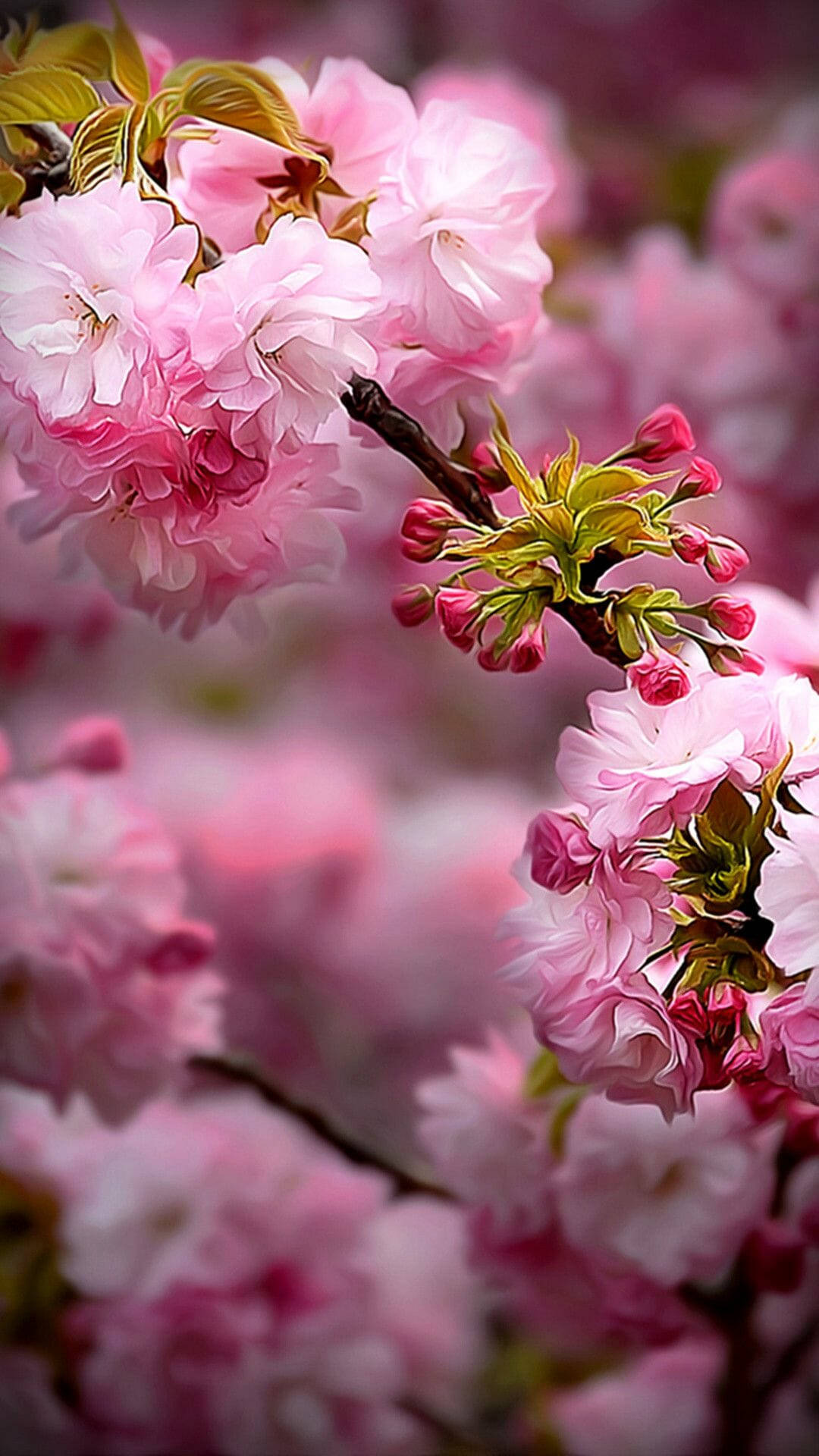Spring Flower Cherry Blossom Iphone Wallpaper