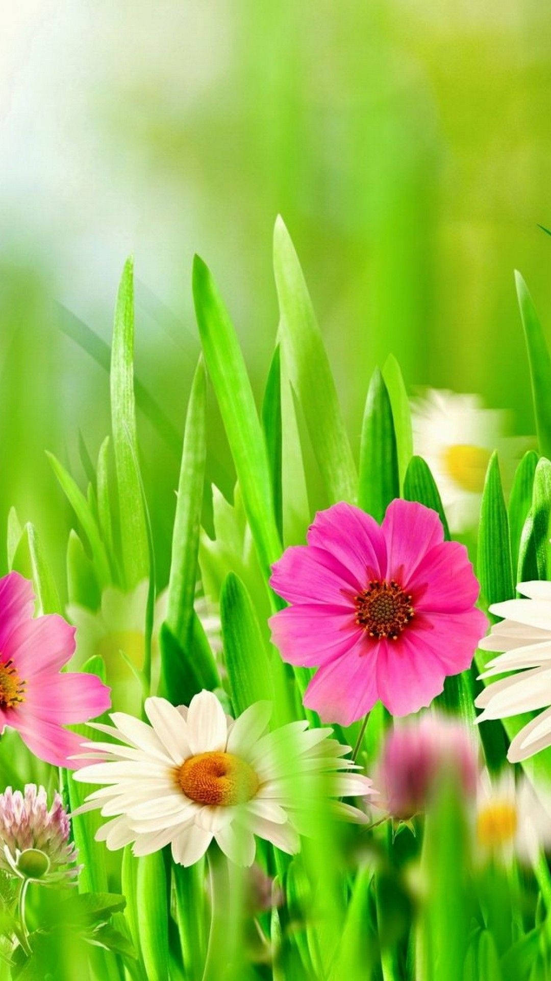 Díasoleado De Flores De Primavera En Iphone Fondo de pantalla